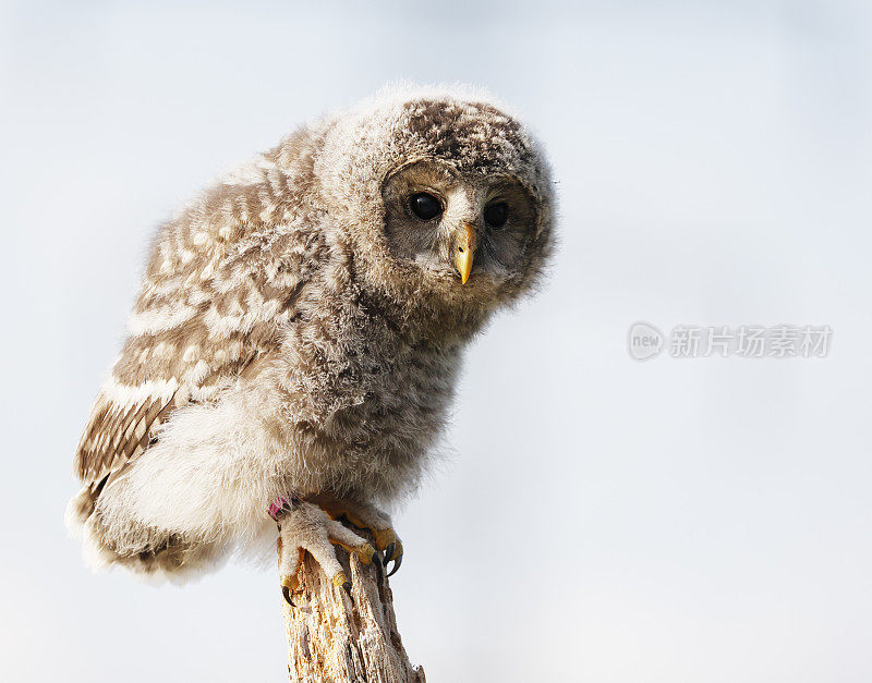 乌拉尔猫头鹰(Strix uralensis)幼鸟